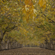 Image for article titled A California Walnut Farm That Costs Peanuts to Run
